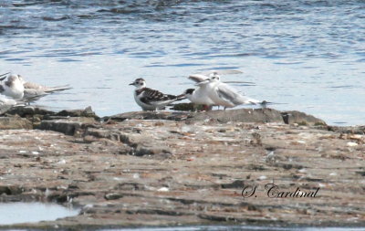2013 Mouette pygmee.JPG