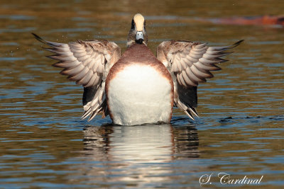 2013 Canard D Amerique 25-4x6.jpg