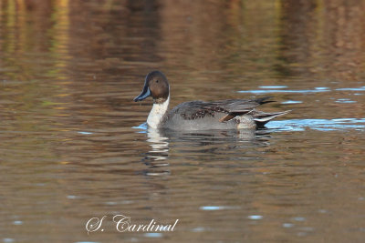 2013 Canard Pilet 03.jpg