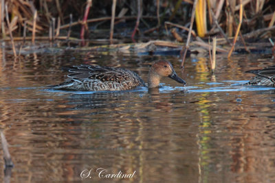 2013 Canard Pilet femelle.jpg