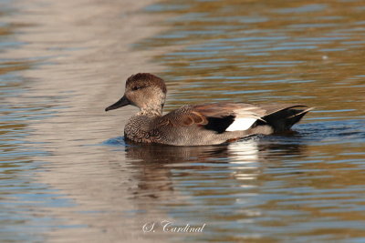 2013 Canard chipeau 03.JPG