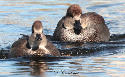 2013 Canard chipeau 05.JPG