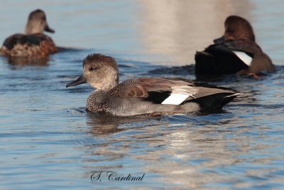 2013 Canard chipeau 06.JPG