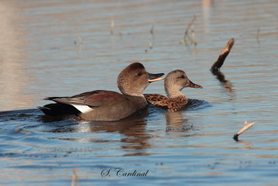 2013 Canard chipeau 07.JPG