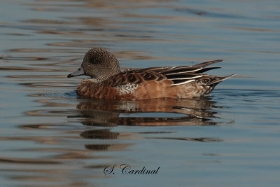 2013 Canard d amerique 26.JPG