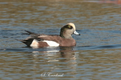 2013 Canard d amerique 29.JPG