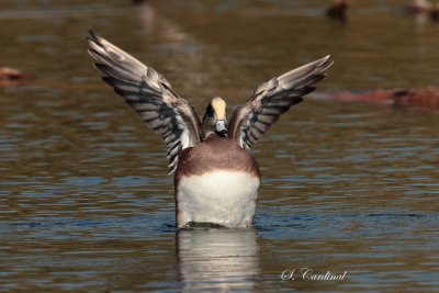 2013 Canard d amerique 30.JPG