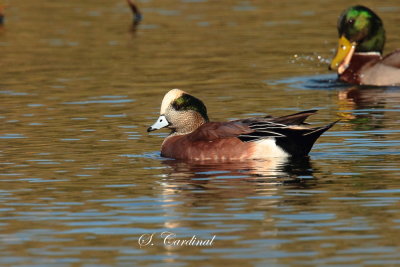 2013 Canard d amerique 31.JPG
