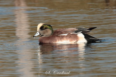 2013 Canard d amerique 33.JPG