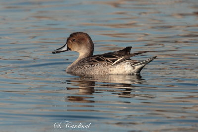 2013 Canard Pilet 15.JPG