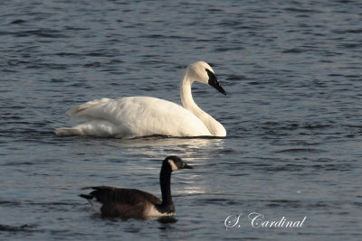 2013 Cygne trompette05.JPG