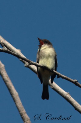 2013 Moucherole phebi 02.JPG
