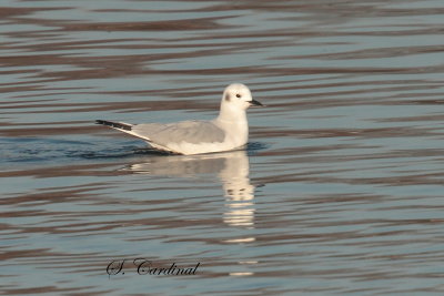 2013 Mouette de bonaparte 01.JPG