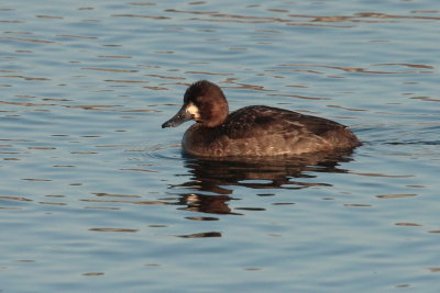 2013 Petit fuligules 04.JPG