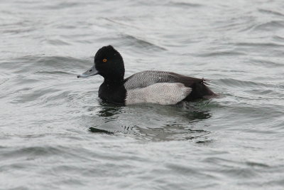 2013 Petit fuligules 06.JPG