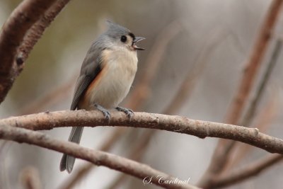 Mésange bicolore.TIF
