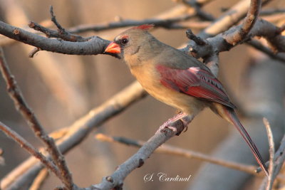 2013 Cardinal rouge 06.JPG