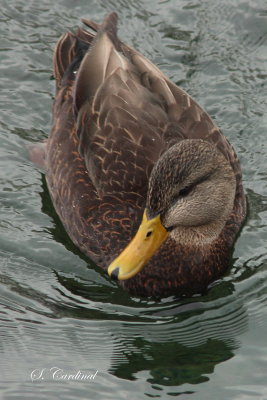 2014 Canard noir 01.JPG