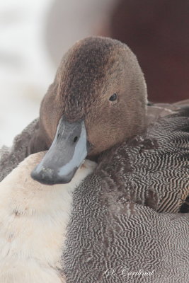 2014 Canard pilet 02.JPG
