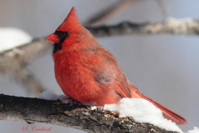 2014 Cardinal rouge 03.JPG