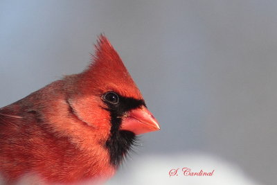 2014 Cardinal rouge 04.JPG