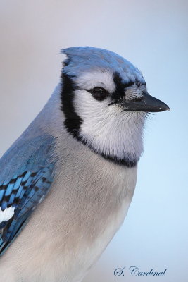 2014 Geai bleu 01.JPG