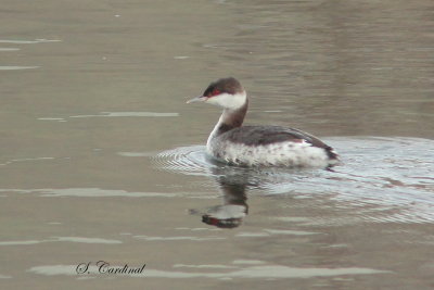 2014 Grebe Esclavon 04.JPG