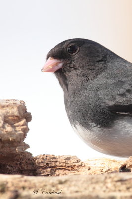 2014 Junco ardoiser 03.JPG