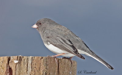 2014 Junco ardoiser 04.JPG
