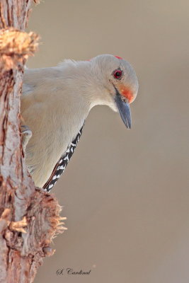 2014 Pic  ventre roux 02.JPG