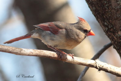 2014 Cardinal rouge 01.JPG