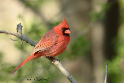 2014 Cardinal rouge 03.JPG