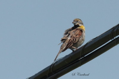 2014 Dickcissel dAmérique 02.JPG