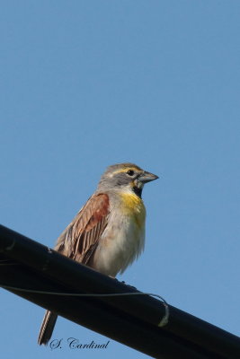 2014 Dickcissel dAmérique 04.JPG