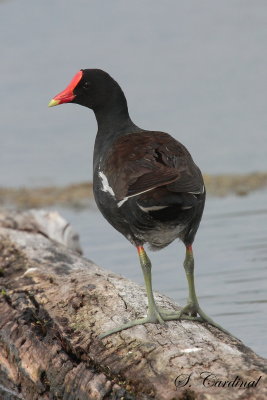 2014 Galinule damérique 04.JPG