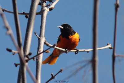 2014 Oriole de Baltimore 01.JPG