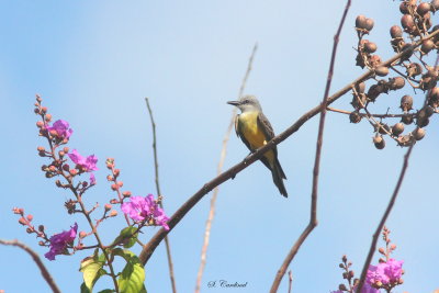 2015  Tropical kingbird 04.JPG