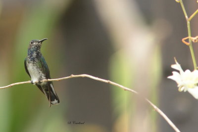 2015 Black bellied hummingbird.03.JPG