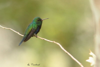 2015 Black bellied hummingbird.04.JPG