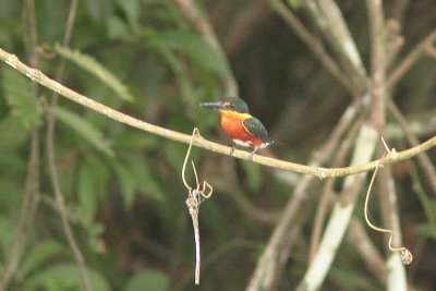 2015 Amrican Pygmy Kingfisher 02.JPG
