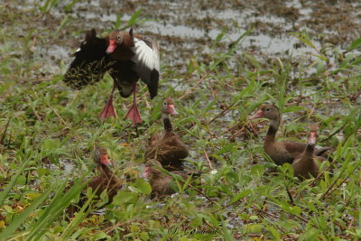 2015 Black bellied whisling duck 01.JPG