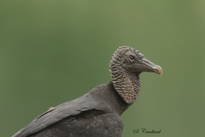 2015 Black vulture 02.JPG