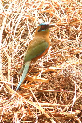 2015 Blue crowned Motmot 01.JPG