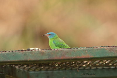 2015 Blue Dacnis 01.JPG