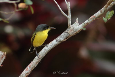 2015 Common  tody flycatcher 03.JPG