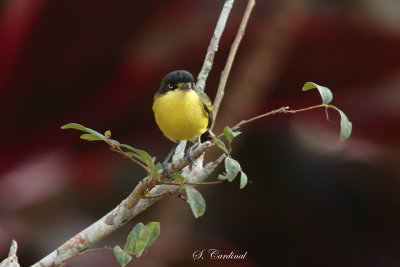 2015 Common tody flycatcher 05.JPG