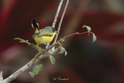 2015 Common tody flycatcher 07.JPG