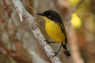 2015 Common tody flycatcher 11.JPG