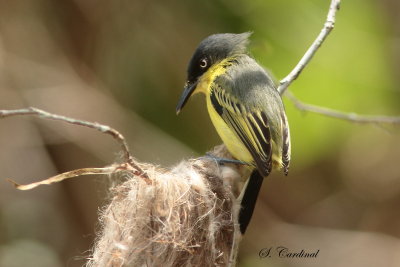2015 Common tody flycatcher 12.JPG