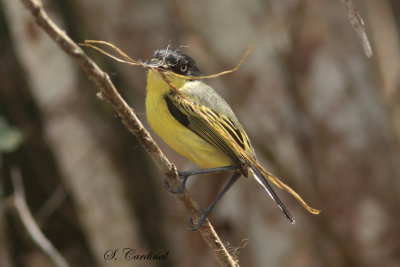 2015 Common tody flycatcher 15.JPG
